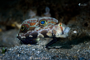 signal goby yawn~ by Leon Zhao 